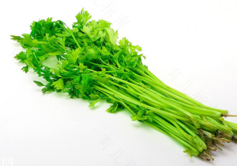 肾结石不能吃春芽吗