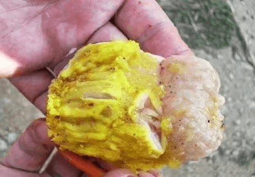 宝宝大便胶状粘液怎么回事 宝宝大便胶状粘液怎么回事