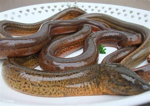 咳嗽能不能吃黄鳝粥 咳嗽能不能吃黄鳝粥