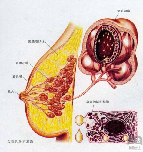 急性乳腺炎消炎后有肿块怎么处理 急性乳腺炎消炎后有肿块怎么处理
