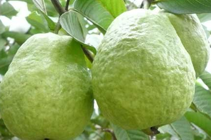 上火可以吃番石榴吗 上火可以吃番石榴吗