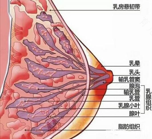 乳腺囊肿形状不规则是不是很严重 乳腺囊肿形状不规则是不是很严重