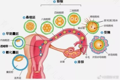 不育的原因有 不育的原因有