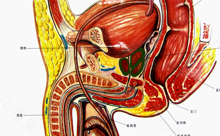 前列腺小囊肿吃药会自愈吗 前列腺小囊肿吃药会自愈吗