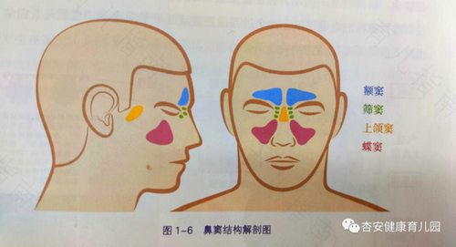 副鼻窦炎,双侧乳突炎是什么