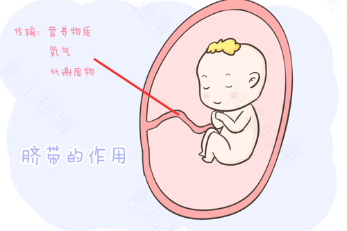 脐带有什么作用与功效 脐带有什么作用与功效