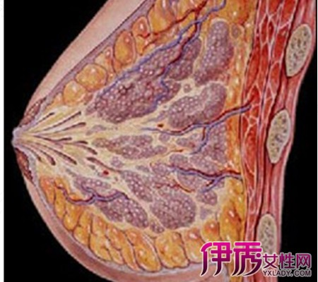 乳头有点疼怎么回事