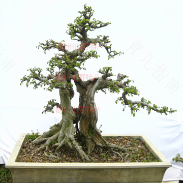 慢性肾炎可以喝茶吗? 慢性肾炎可以喝茶吗?