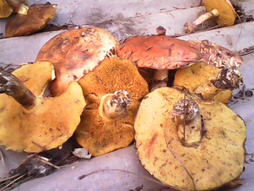 做完手术能不能吃菌菇 做完手术能不能吃菌菇