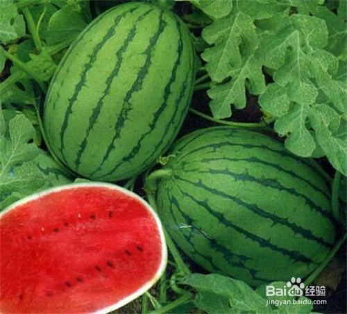 感冒为什么不能吃西瓜 感冒为什么不能吃西瓜