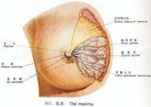 乳腺增生用手能摸出来吗 乳腺增生用手能摸出来吗