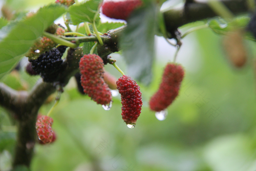 血糖高能不能吃桑葚 血糖高能不能吃桑葚