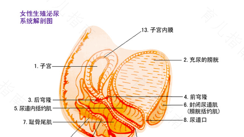女人子宫息肉是怎么回事 女人子宫息肉是怎么回事