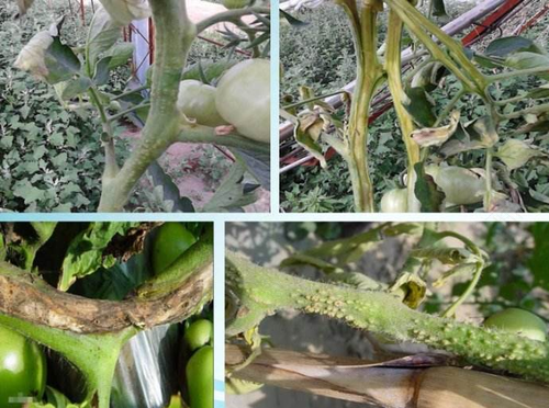 溃疡病是什么病 溃疡病是什么病