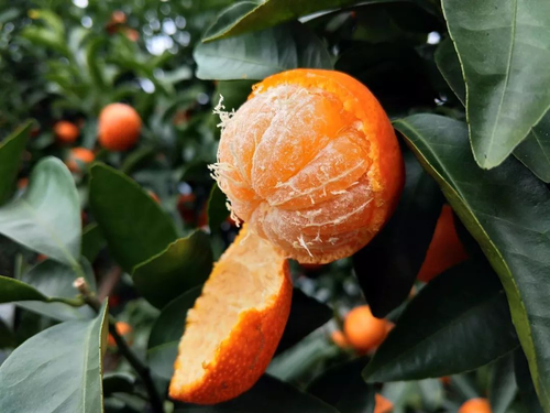 拉肚子能不能吃砂糖橘