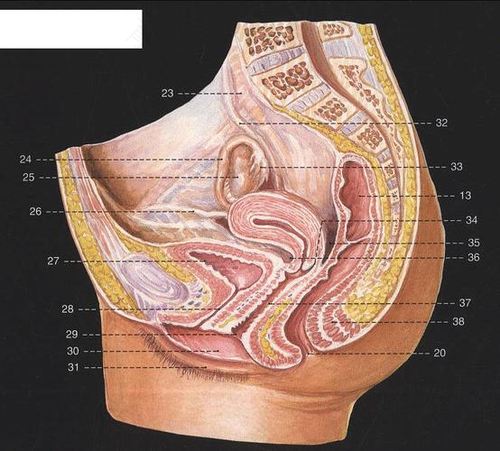 女人有盆腔炎有什么症状 女人有盆腔炎有什么症状