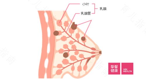 乳房肿块怎么形成的