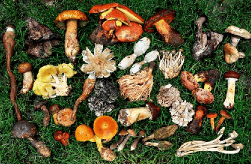 痛风不能吃菌类吗