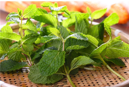 蚕豆病能不能吃薄荷糖 蚕豆病能不能吃薄荷糖