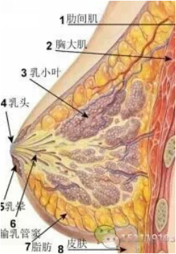 乳腺结节不能吃红枣吗 乳腺结节不能吃红枣吗