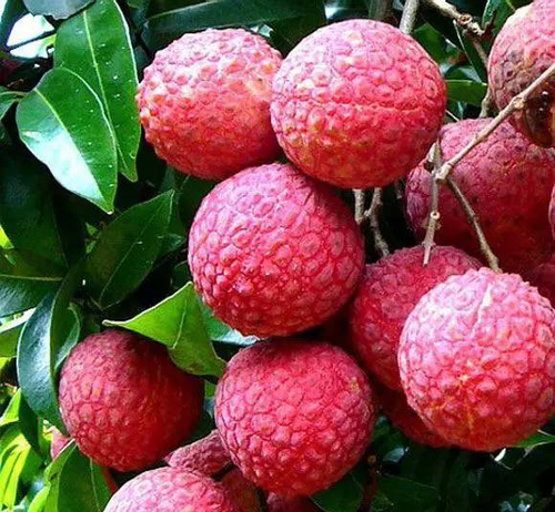 感冒发烧能吃荔枝干吗 感冒发烧能吃荔枝干吗