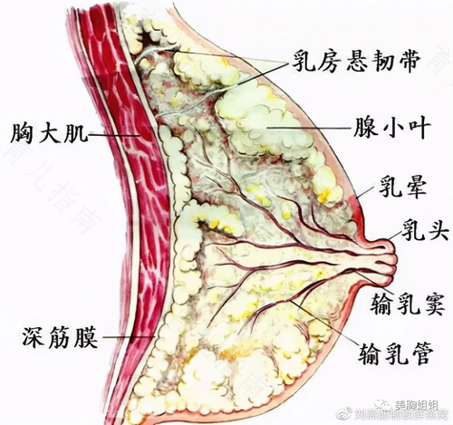 乳房有些疼痛怎么回事没有硬块