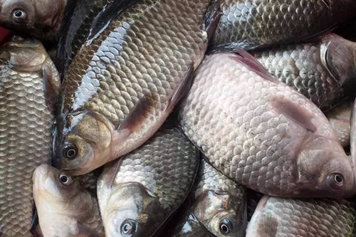 感冒了能不能吃草鱼肉 感冒了能不能吃草鱼肉