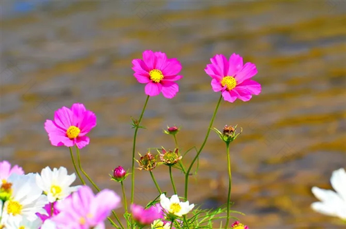 b超的附件是检查什么的