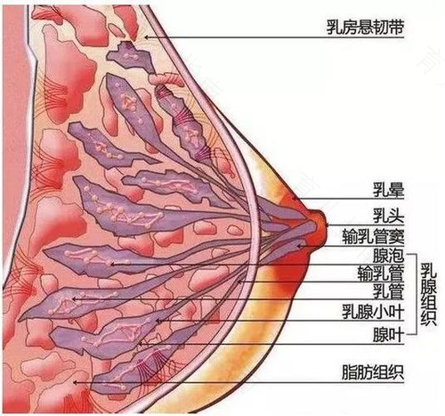 乳房上有脂肪粒 乳房上有脂肪粒