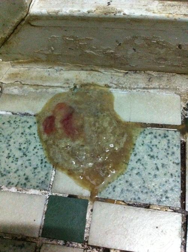 狗狗拉稀带血是怎么回事 狗狗拉稀带血是怎么回事