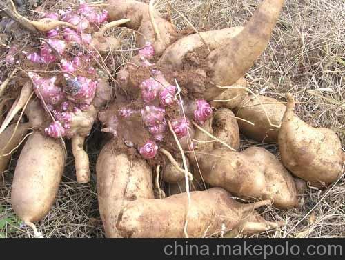 雪莲果糖尿病人能吃吗含糖量高吗 雪莲果糖尿病人能吃吗含糖量高吗