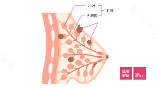 右乳头痒是什么原因引起的 右乳头痒是什么原因引起的