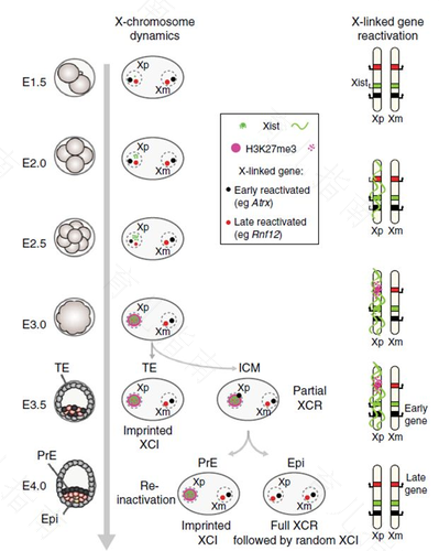 染色体丢失发生在什么时期 染色体丢失发生在什么时期