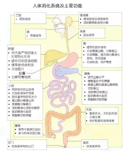 胃肠蠕动慢消化不良怎么办 胃肠蠕动慢消化不良怎么办