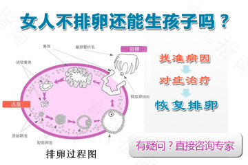 闭经会排卵吗?