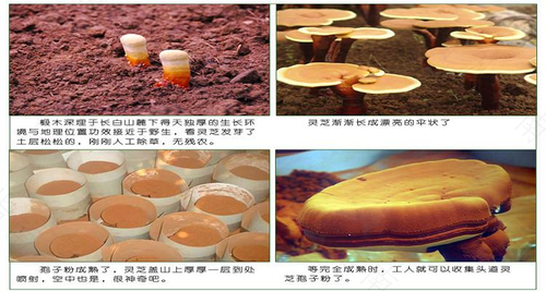 高血压患者能吃灵芝孢子粉吗 高血压患者能吃灵芝孢子粉吗