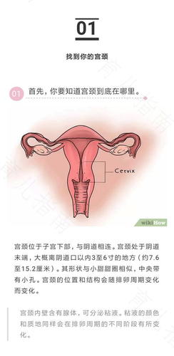宫颈分为哪几个部分 宫颈分为哪几个部分