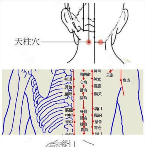 阳痿早泄的对症按摩法