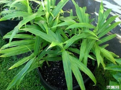 小孩子误食绿萝的叶子会中毒吗