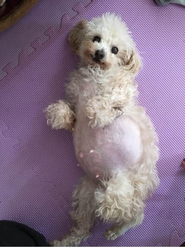 怀孕可以养狗狗吗?百度 怀孕可以养狗狗吗?百度