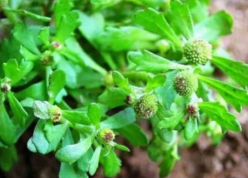 巧“吃草”治疗孩子咳嗽