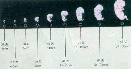 早孕反应多少周能减轻