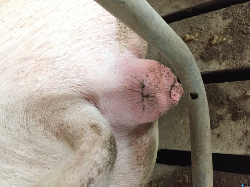 母猪的产前产后护理