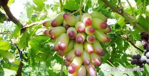 宝宝能吃葡萄吗 宝宝能吃葡萄吗