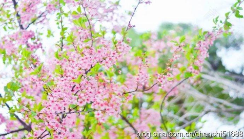 烟花三月春来到 小心耳朵被感染