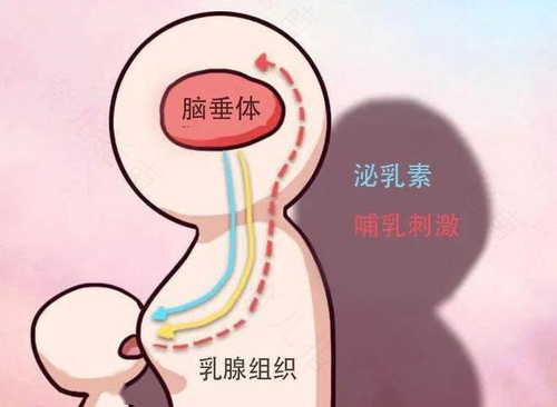 三个“W”一个“H”帮助宝宝顺利度过换乳期