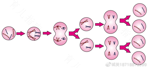 决定胎儿性别的染色体 决定胎儿性别的染色体
