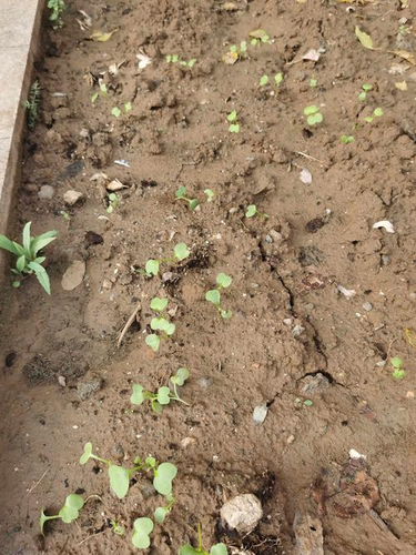 哈喽萝卜，用专业和负责照亮每一个孩子的成长之路