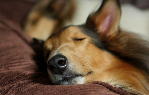 人为什么要睡觉,最佳答案 人为什么要睡觉,最佳答案