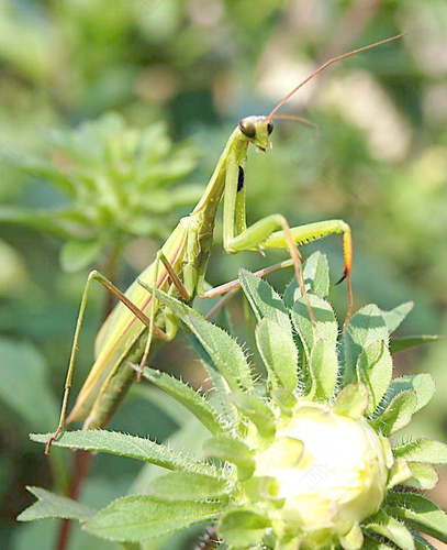 母螳螂为什么要吃丈夫 母螳螂为什么要吃丈夫